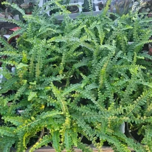 Lemon Button Fern Live Plant – Nephrolepis Cordifolia – 2" Pot, 4-6" Tall – Indoor Houseplant - Image 1