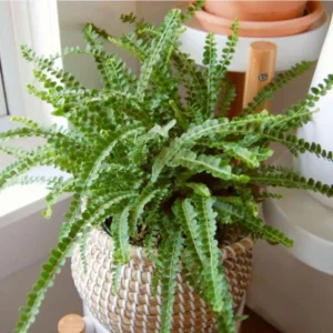 Lemon Button Fern Live Plant – Nephrolepis Cordifolia – 2" Pot, 4-6" Tall – Indoor Houseplant - Image 2