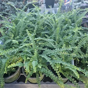 Lemon Button Fern Live Plant - Nephrolepis cordifolia 'Duffii' - 4in Pot - Indoor - Image 3