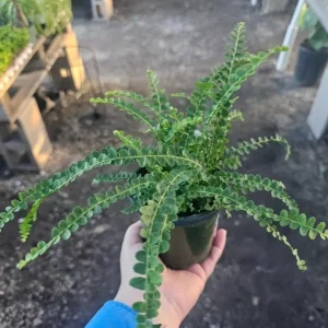 Lemon Button Fern Live Plant – Nephrolepis Cordifolia – 2