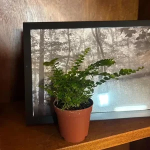 Lemon Button Fern Live Plant – Nephrolepis Cordifolia – 2
