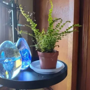 Lemon Button Fern Live Plant – Nephrolepis Cordifolia – 2