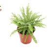 Lemon Buttons Fern Live Plant 4'' Pot - Indoor Houseplant - Image 1