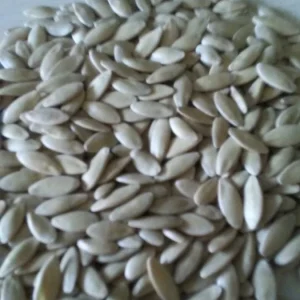 Lemon Cucumber Seeds - Heirloom Vegetable Garden Seeds, Non-GMO - Image 3