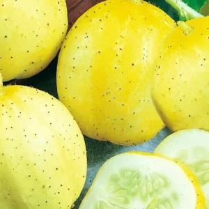 Lemon Cucumber Seeds – Non-GMO Heirloom Vegetable Seeds – Easy Grow Outdoor - Image 1
