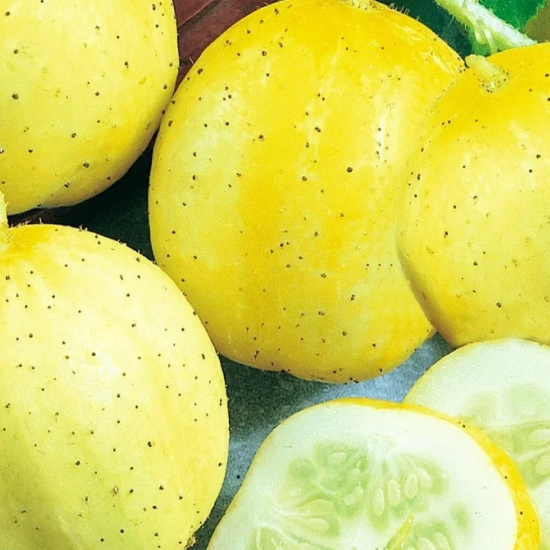 Lemon Cucumber Seeds – Non-GMO Heirloom Vegetable Seeds – Easy Grow Outdoor - Image 1
