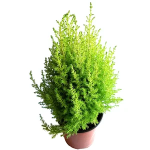 Lemon Cypress Tree Live Plant 4.5 inch Pot - Goldcrest Cypress Indoor/Outdoor - Image 3