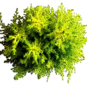 Lemon Cypress Tree Live Plant 4.5 inch Pot - Goldcrest Cypress Indoor/Outdoor - Image 4