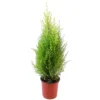 Lemon Cypress Tree Live Plant, Goldcrest Cypress, 4.5 in Pot, Indoor/Outdoor - Image 1