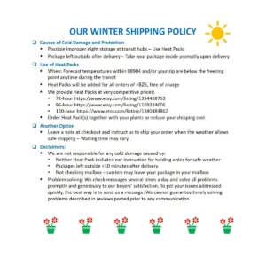 Lemon Cypress Tree Live Plant, Goldcrest Cypress, 4.5 in Pot, Indoor/Outdoor - Image 2