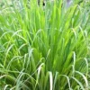 Lemon Grass Live Plant – Large Size – Half Gallon Pot – Culinary Herb - Image 1