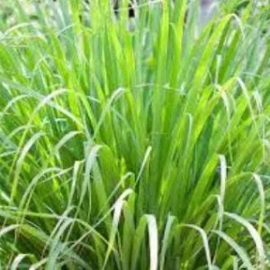Lemon Grass Live Plant – Large Size – Half Gallon Pot – Culinary Herb - Image 1
