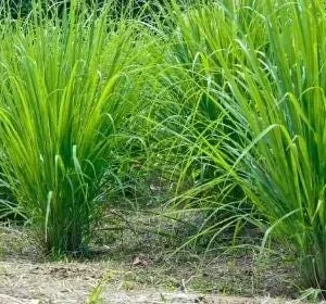 Lemon Grass Live Plant – Large Size – Half Gallon Pot – Culinary Herb - Image 3