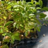 Lemon Guava Live Plant - Tropical Fruit Tree - 4-inch Pot - Psidium littorale - Image 1