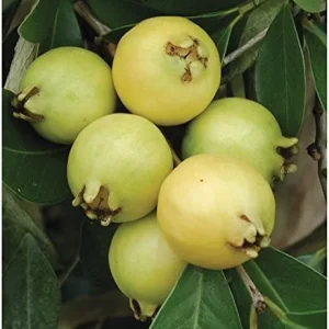 Lemon Guava Live Plant - Tropical Fruit Tree in Half Gallon Pot - Image 2