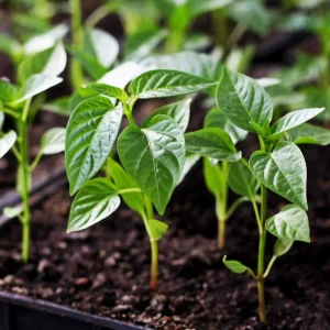 Lemon Habanero Pepper Seeds - 50+ Count - Very Hot Yellow Peppers - Non-GMO - Image 2