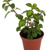 Lemon Lime Kandy Kisses Plant - Live Coleus Relative - 2.5 inch Pot - Indoor/Outdoor - Image 1