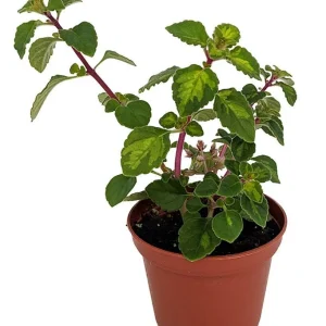 Lemon Lime Kandy Kisses Plant - Live Coleus Relative - 2.5 inch Pot - Indoor/Outdoor - Image 1