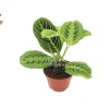 Lemon Lime Maranta Live Plant – 4 inch Pot – Indoor Prayer Plant - Image 1