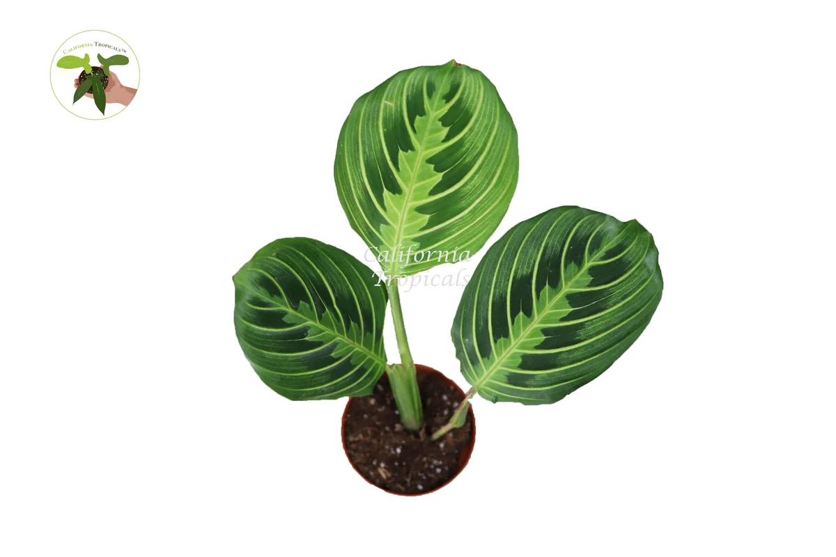 Lemon Lime Maranta Live Plant – Prayer Plant – 2 inch Pot – Indoor Houseplant - Image 2