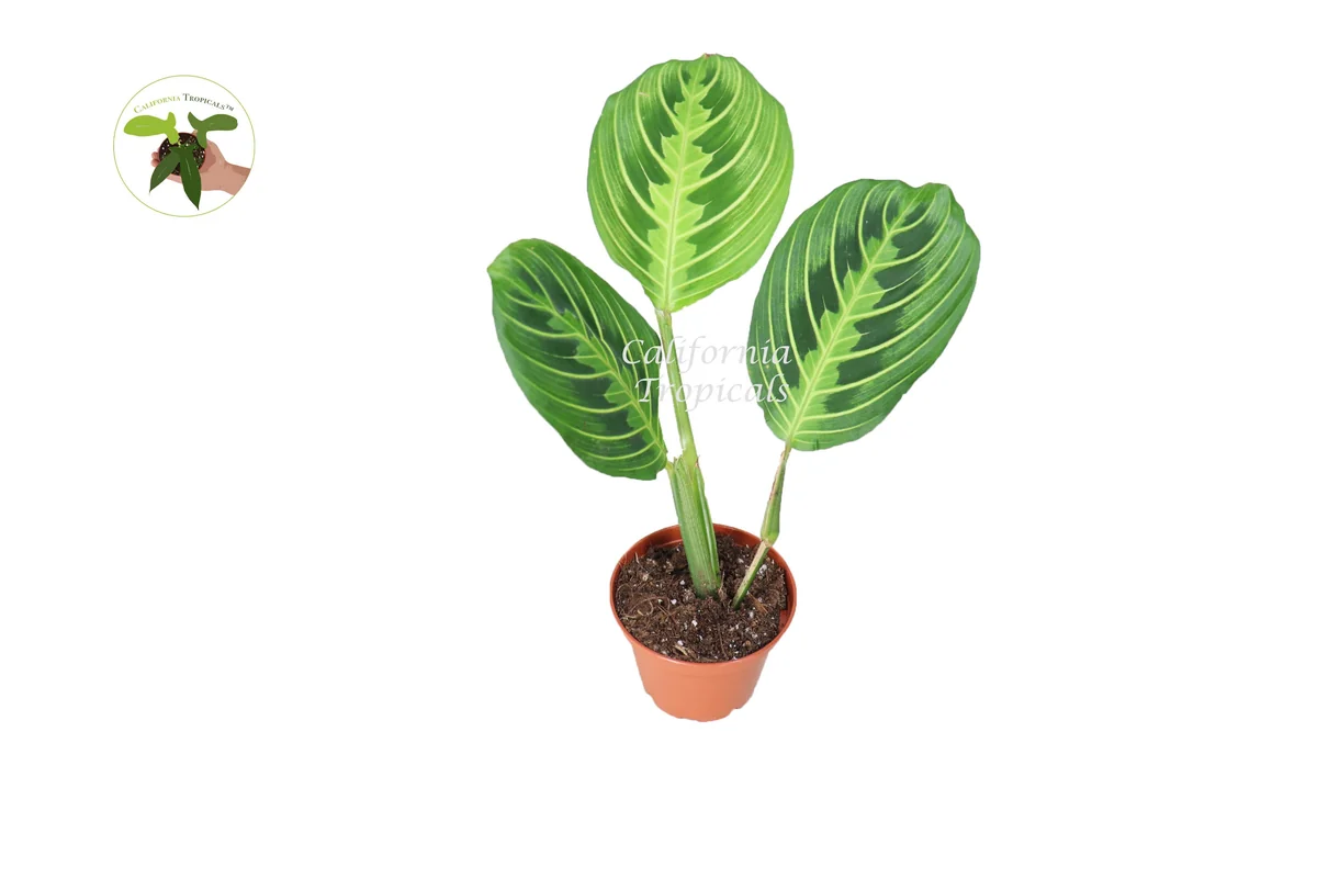 Lemon Lime Maranta Live Plant – Prayer Plant – 2 inch Pot – Indoor Houseplant - Image 1