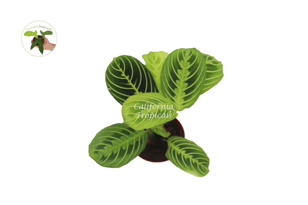 Lemon Lime Maranta Live Plant – Prayer Plant – 4 inch Pot – Indoor Foliage - Image 2