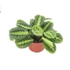 Lemon Lime Maranta Live Plant - Prayer Plant - Indoor Houseplant - Image 1