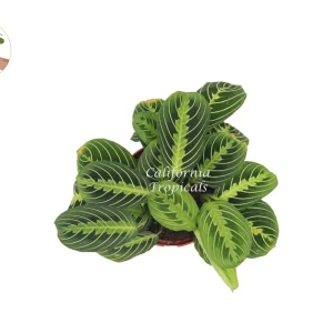 Lemon Lime Maranta Live Plant - Prayer Plant - Indoor Houseplant - Image 2