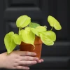 Lemon Lime Philodendron Live Plant - 3 inch Nursery Pot - Low Maintenance Indoor Vining Plant - Image 1