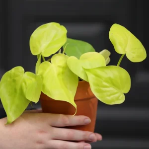 Lemon Lime Philodendron Live Plant - 3 inch Nursery Pot - Low Maintenance Indoor Vining Plant - Image 2
