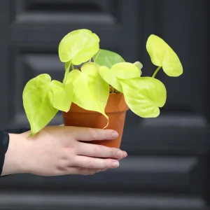 Lemon Lime Philodendron Live Plant - 3 inch Nursery Pot - Low Maintenance Indoor Vining Plant - Image 3