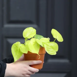 Lemon Lime Philodendron Live Plant - 3 inch Nursery Pot - Low Maintenance Indoor Vining Plant - Image 4