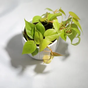 Lemon Lime Philodendron Live Plant – Neon Cordatum – 3 inch Pot – Indoor - Image 2