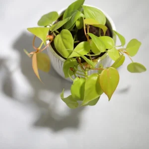 Lemon Lime Philodendron Live Plant – Neon Cordatum – 3 inch Pot – Indoor - Image 3