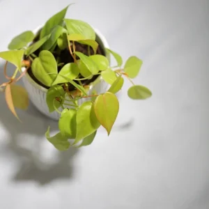 Lemon Lime Philodendron Live Plant – Neon Cordatum – 3 inch Pot – Indoor - Image 5