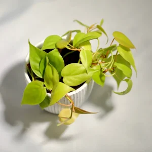 Lemon Lime Philodendron Live Plant – Neon Cordatum – 3 inch Pot – Indoor - Image 7
