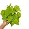 Lemon Lime Philodendron Live Plant – Neon Hederaceum Cordatum – 4 inch Nursery Pot – Indoor - Image 1