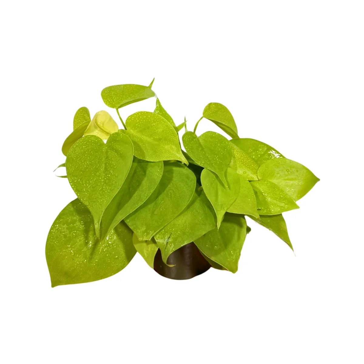 Lemon Lime Philodendron Live Plant – Neon Hederaceum Cordatum – 4 inch Nursery Pot – Indoor - Image 4