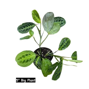 Lemon Lime Prayer Plant - Live Maranta Leuconeura Houseplant - Indoor Air Purifier - Image 7