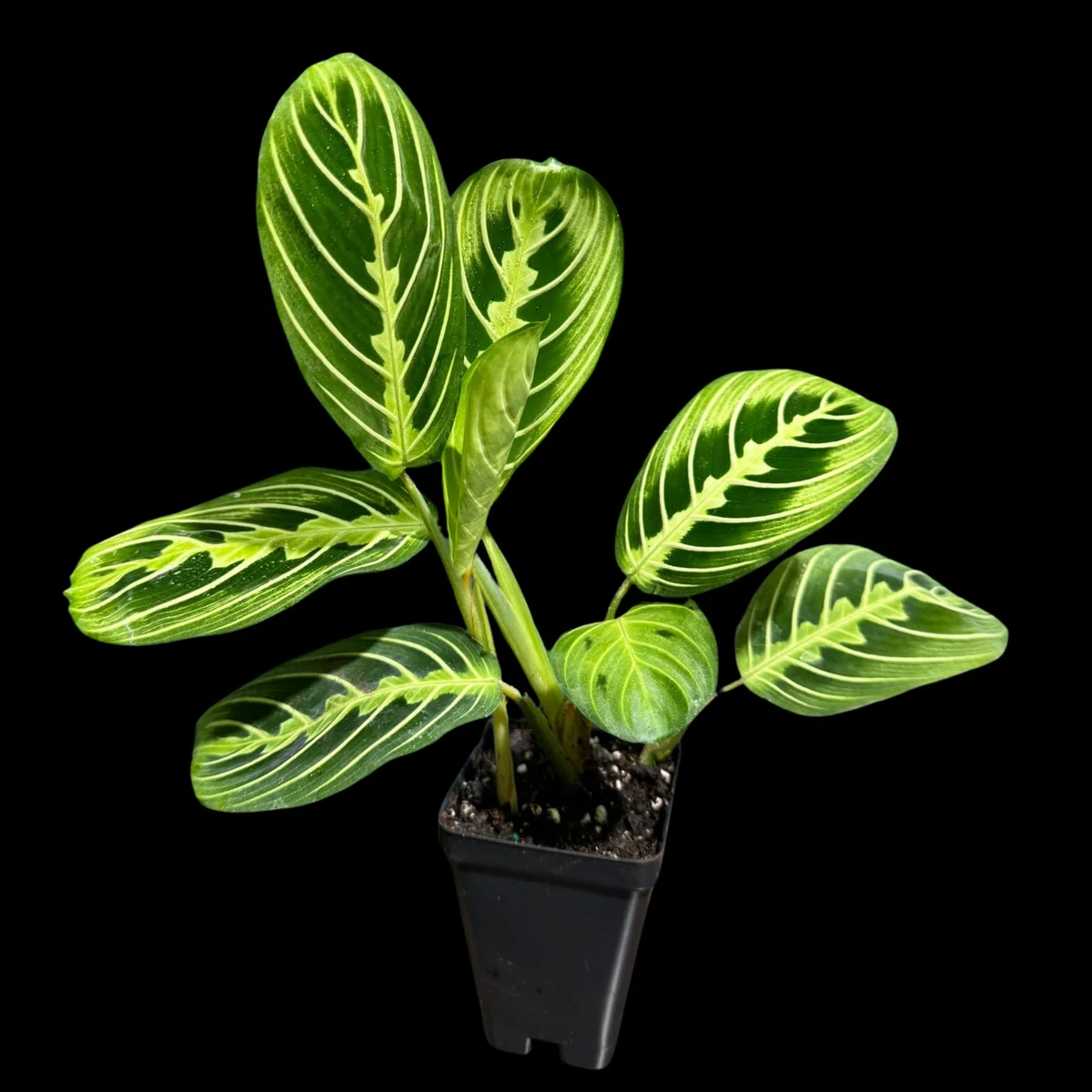 Lemon Lime Prayer Plant Live Plant – 4 Inch Pot – Maranta Leuconeura – Indoor - Image 2