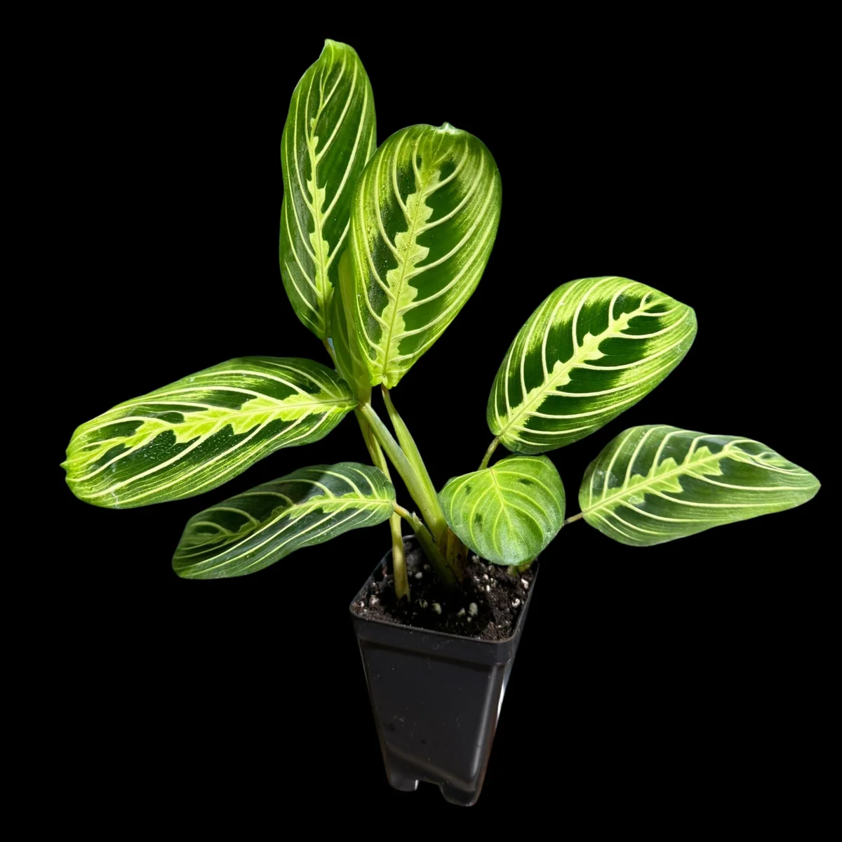 Lemon Lime Prayer Plant Live Plant – 4 Inch Pot – Maranta Leuconeura – Indoor - Image 3