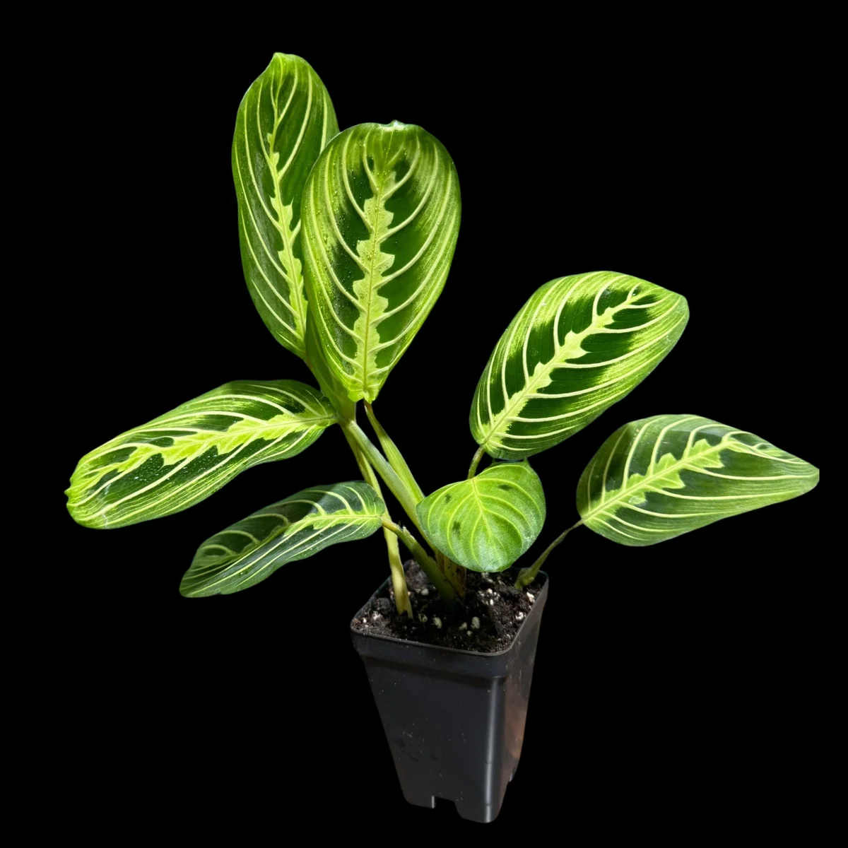 Lemon Lime Prayer Plant Live Plant – 4 Inch Pot – Maranta Leuconeura – Indoor - Image 5