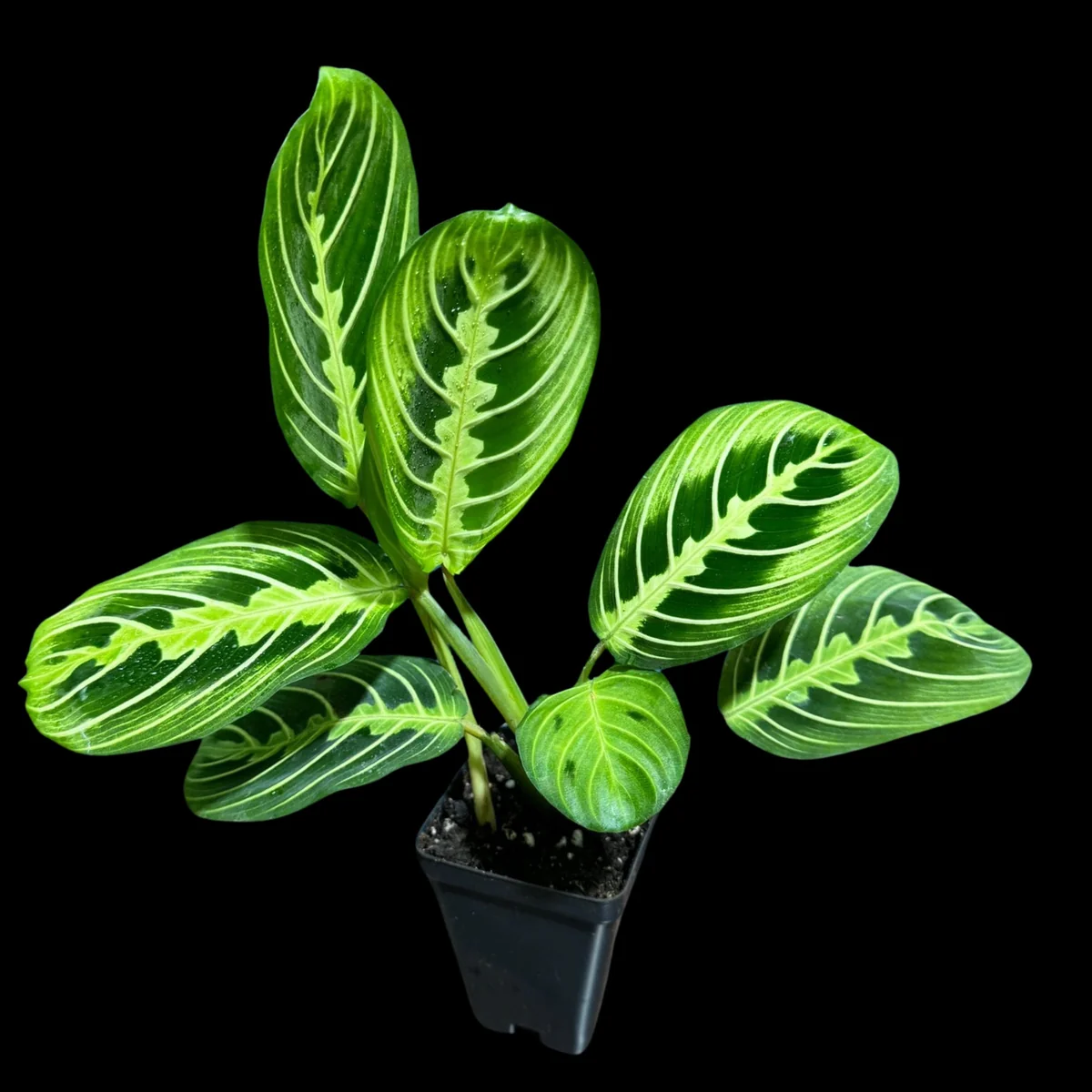 Lemon Lime Prayer Plant Live Plant – 4 Inch Pot – Maranta Leuconeura – Indoor - Image 7