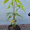 Lemon Meringue Mango Tree – Grafted Live Plant – 3 Gallon Pot, 2-3.5ft Tall - Image 1