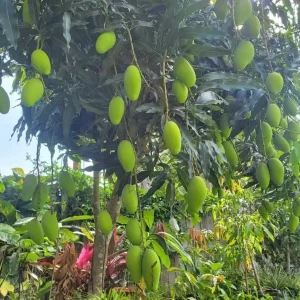 Lemon Meringue Mango Tree – Grafted Live Plant – 3 Gallon Pot, 2-3.5ft Tall - Image 4