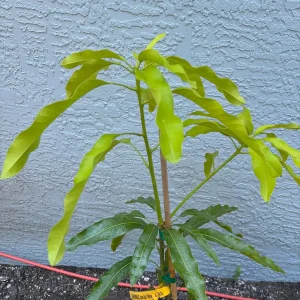 Lemon Meringue Mango Tree – Grafted Live Plant – 3 Gallon Pot, 2-3.5ft Tall - Image 5
