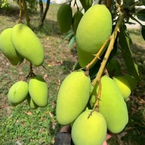 Lemon Meringue Mango Tree – Grafted Live Plant – 3 Gallon Pot, 2-3.5ft Tall - Image 6