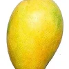 Lemon Meringue Mango Tree - Grafted Live Plant - 3 to 4 Feet Tall - Image 1