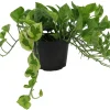 Lemon Meringue Pothos Live Plant - Epipremnum Aureum, 6 inch Pot, Indoor - Image 1