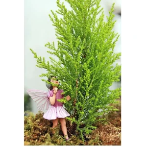 Lemon Scented Goldcrest Cypress Tree - Live Plant - 2.5